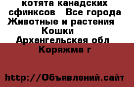 котята канадских сфинксов - Все города Животные и растения » Кошки   . Архангельская обл.,Коряжма г.